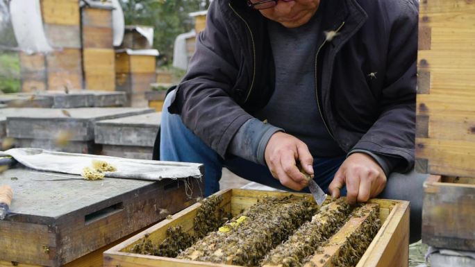 养蜂人在养蜂场忙碌工作饲养蜜蜂