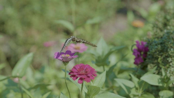 蝴蝶落花朵上