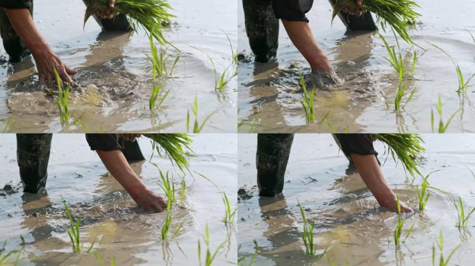 水稻种植插秧农田耕种种植大米