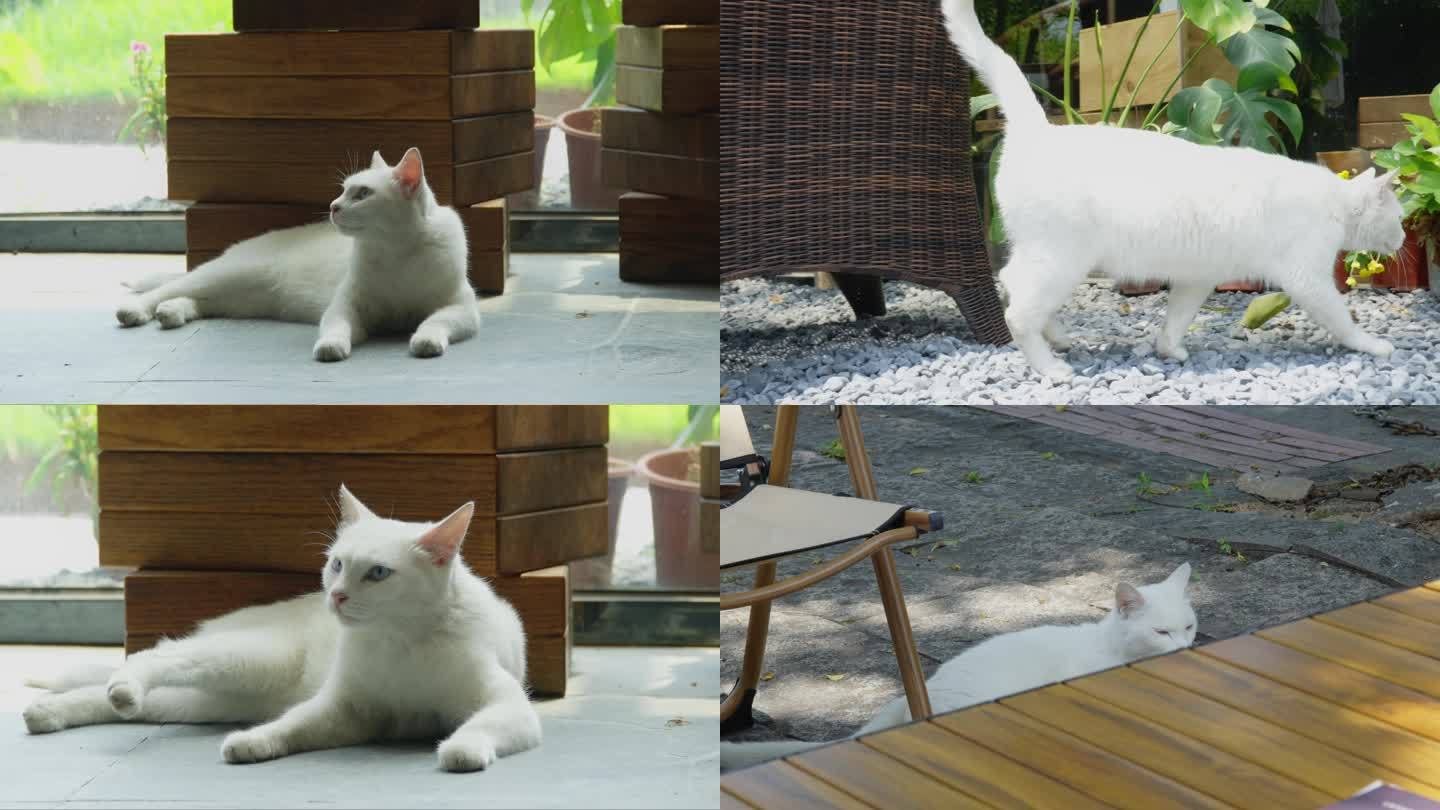 一只白色的猫咪 打盹 散步 晒太阳