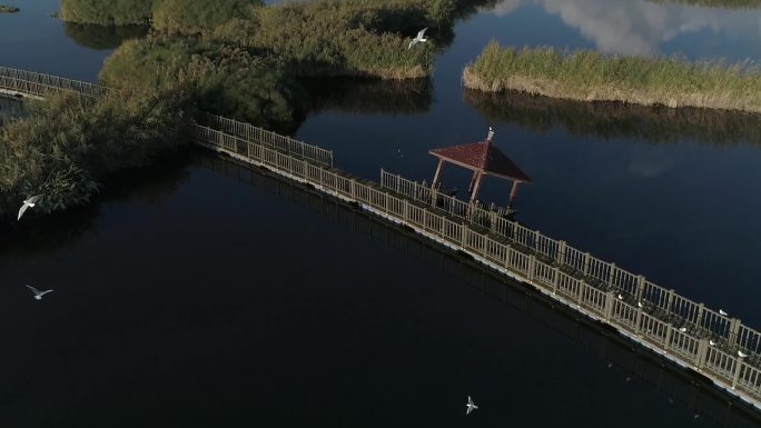 河流 水草 桥廊 鸽子