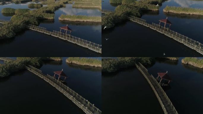 河流 水草 桥廊 鸽子