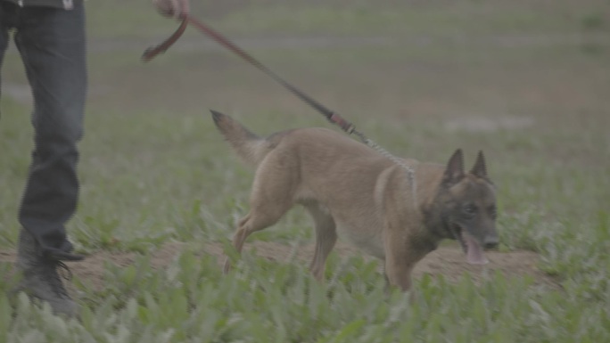 搜救犬视频素材