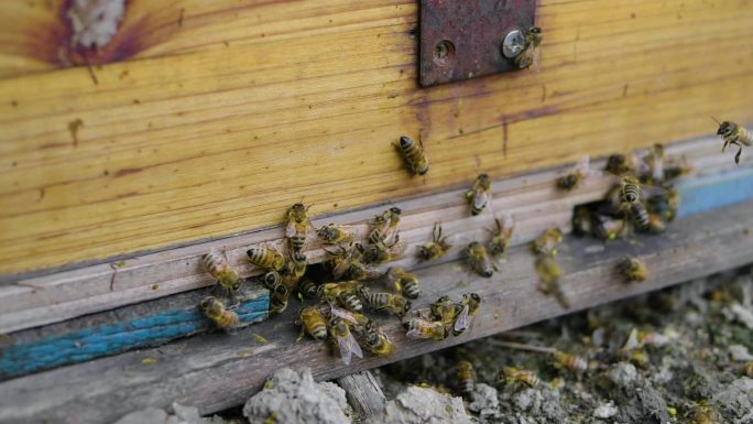 蜜蜂进出蜂箱特写慢镜头