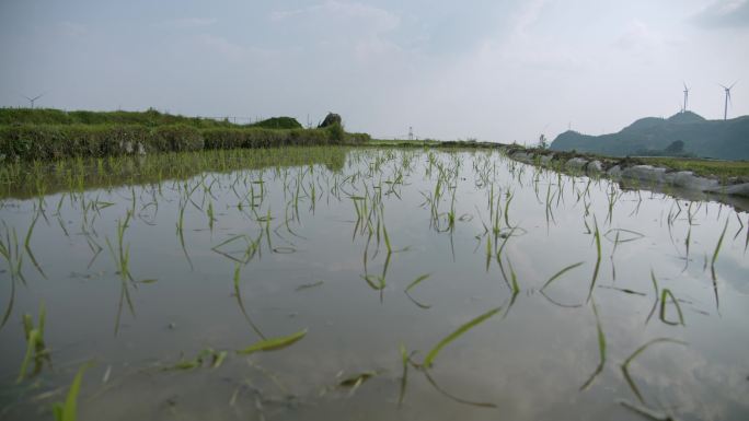 水稻种植插秧农田耕种种植大米