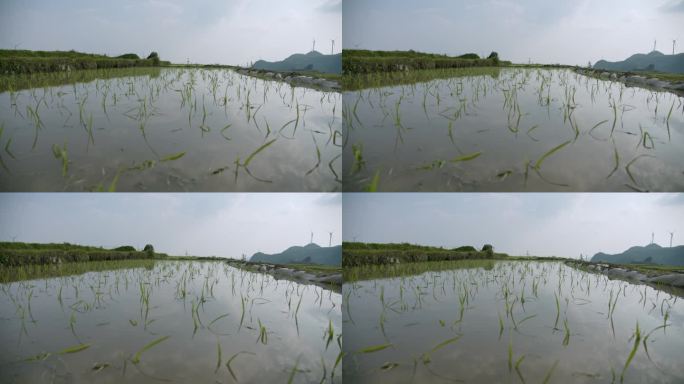 水稻种植插秧农田耕种种植大米