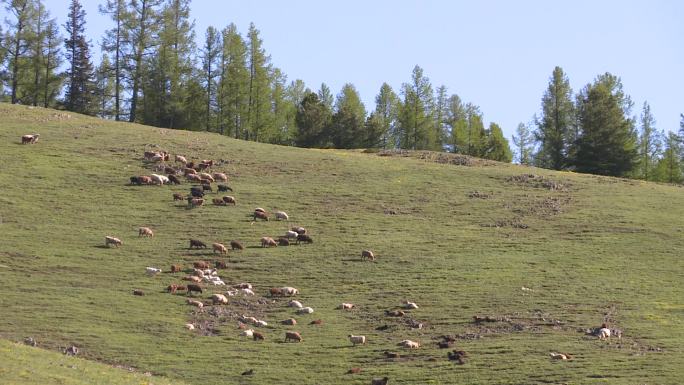 高山草甸和羊群