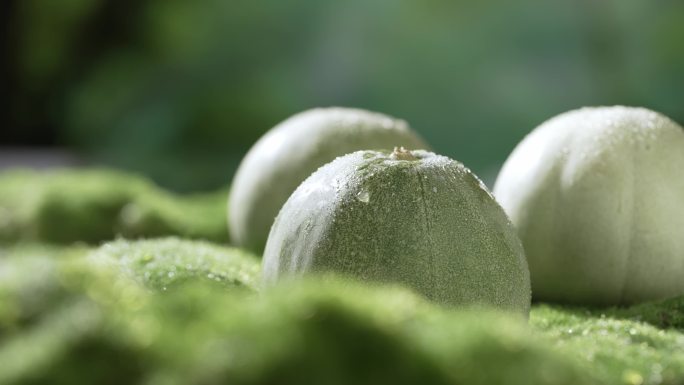 绿色草地上香瓜甜瓜特写