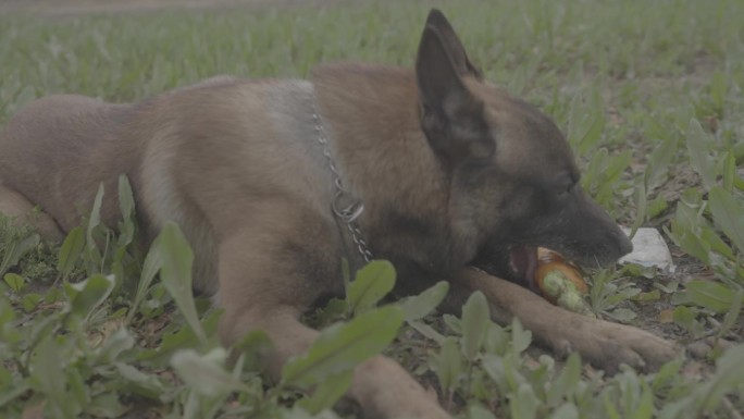 搜救犬视频素材