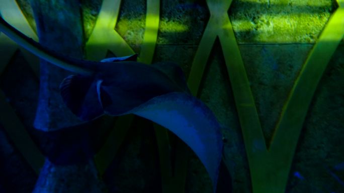 魔鬼鱼 鳐鱼 海洋馆 水族馆 海底世界