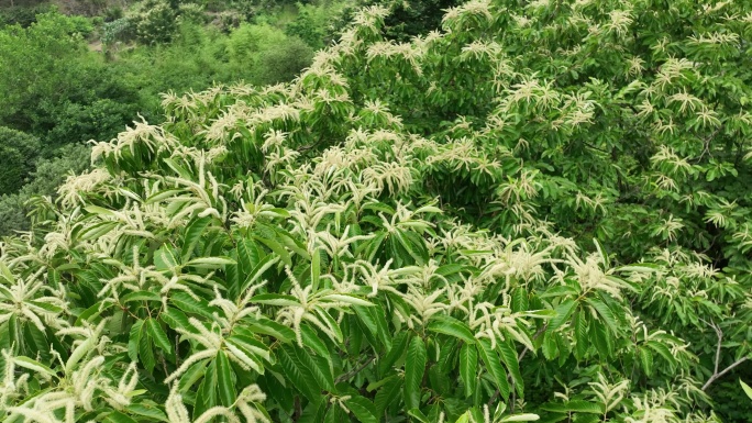 航拍浙江山区板栗山板栗树板栗开花