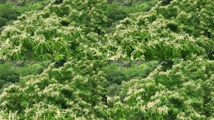 航拍浙江山区板栗山板栗树板栗开花