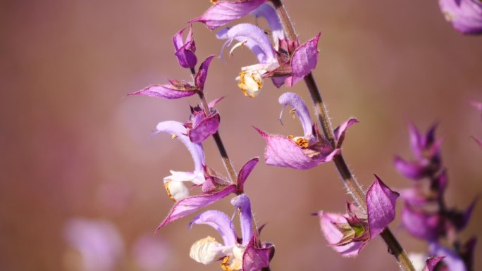 花卉系列---紫苏特写3