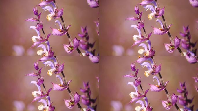 花卉系列---紫苏特写3