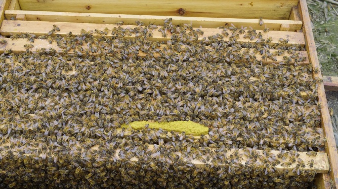 蜂箱里密密麻麻的蜜蜂花粉喂养