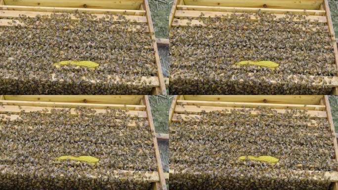 蜂箱里密密麻麻的蜜蜂花粉喂养