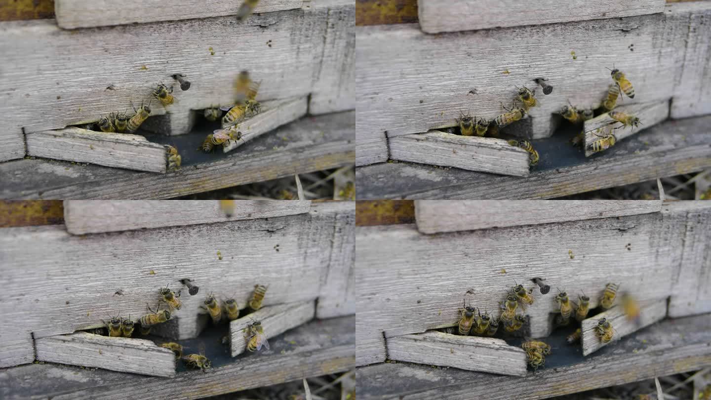 养蜂场里蜜蜂进出蜂巢特写慢镜头