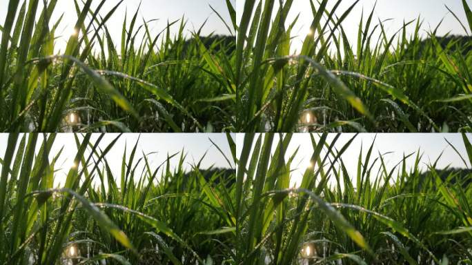 水稻禾苗生长  逆光太阳雨