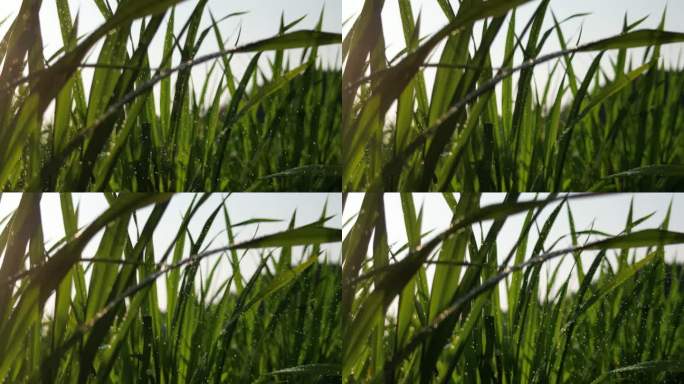 水稻禾苗生长   逆光太阳雨
