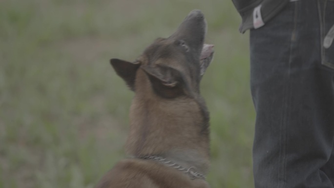 搜救犬视频素材