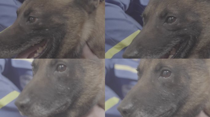 搜救犬视频素材