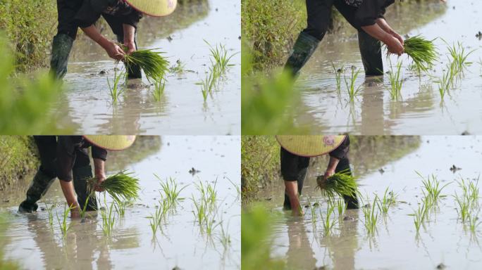 水稻种植插秧农田耕种种植大米