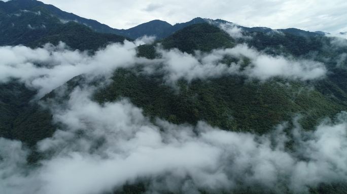 墨脱原始森林