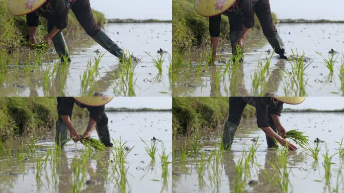 水稻种植插秧农田耕种种植大米