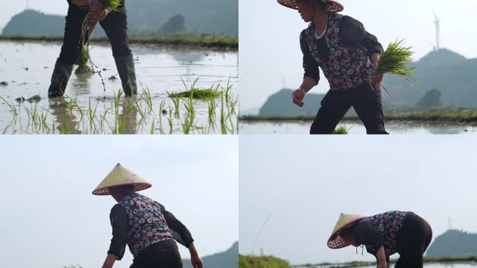 水稻种植插秧农田耕种种植大米