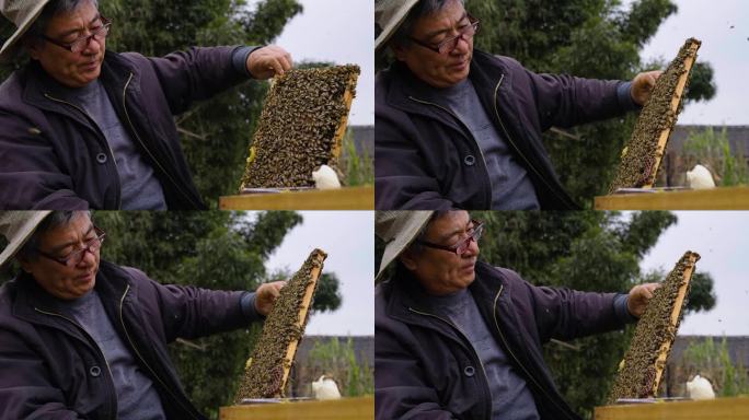 养蜂人在养蜂场忙碌工作饲养蜜蜂