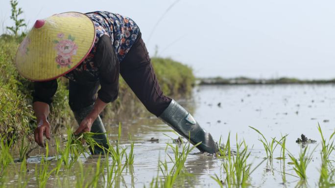 水稻种植插秧农田耕种种植大米