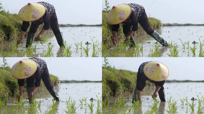 水稻种植插秧农田耕种种植大米