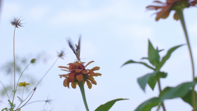 蝴蝶野菊
