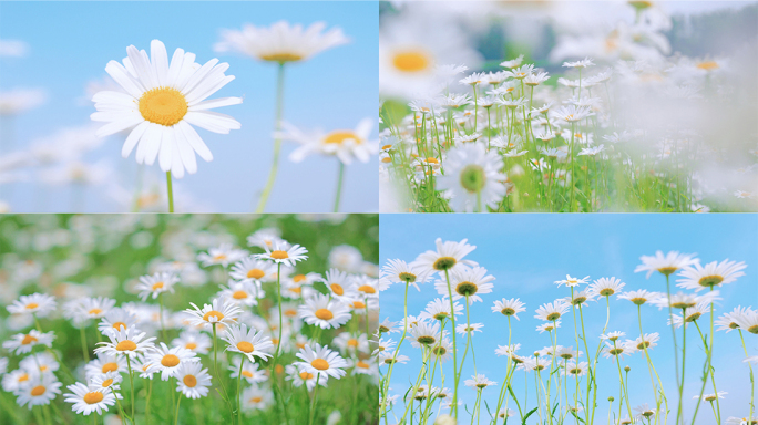 小雏菊花海小清新唯美文艺治愈系空镜