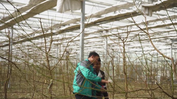 苹果 种植 技术 农业 推广 林业技术