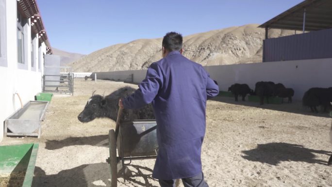 养殖业 养牛场 养殖场 家禽 西藏牦牛