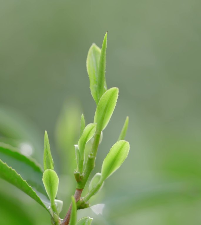 茶园新茶嫩芽茶叶大特写4K素材