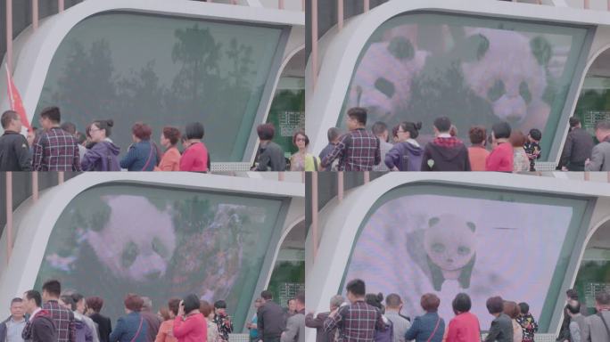 M1 成都 大熊猫繁育研究基地
