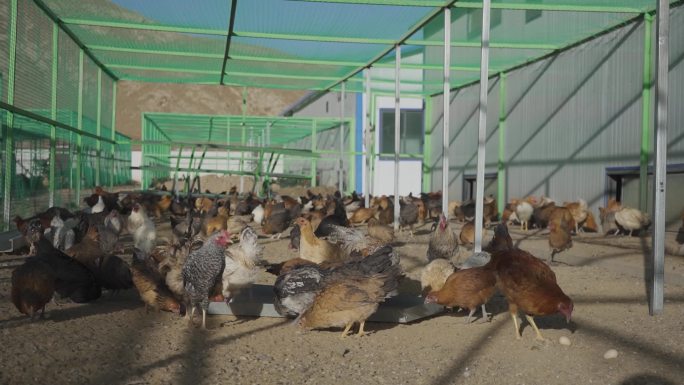 鸡吃食 养殖场 人工养殖 家畜 肉鸡
