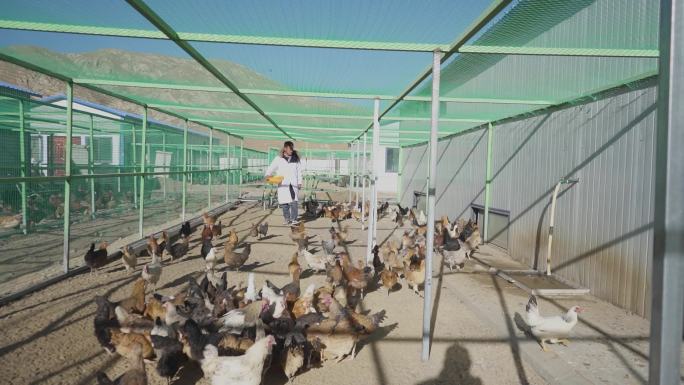 养殖场高科技养鸡场农村养鸡鸡群 养殖基地