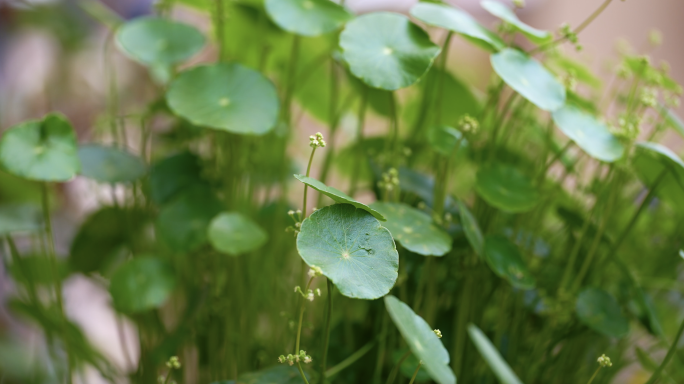 4K水培观赏植物铜钱草写意空镜