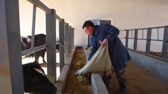 养牛厂 养殖 畜牧 实拍 放养肉牛肉粉