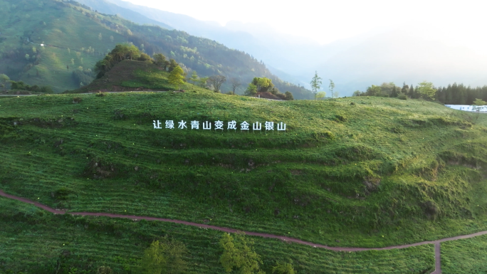 高山生态黄金茶航拍唯美茶园风光茶山茶叶