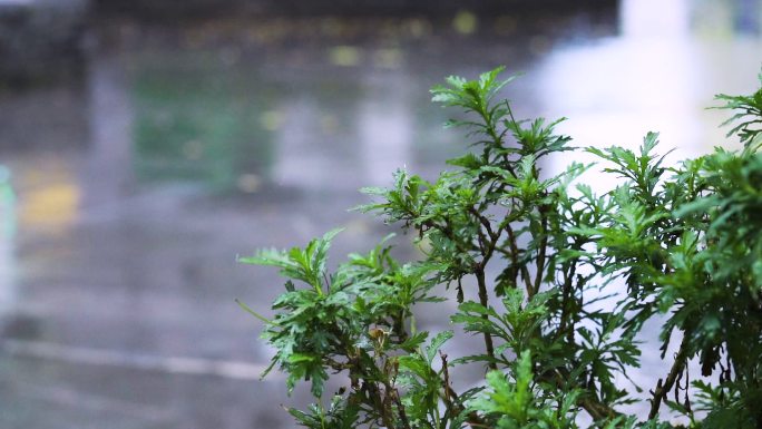 六月雨季升格拍摄