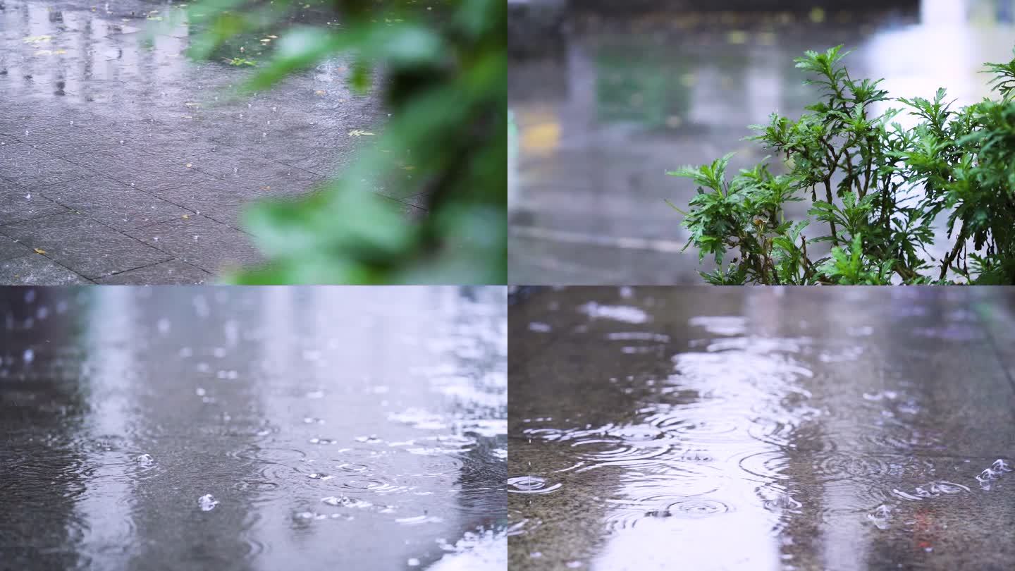 六月雨季升格拍摄