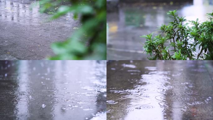 六月雨季升格拍摄