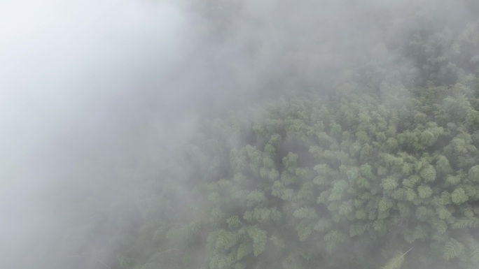 江南春天云雾竹林竹山竹海毛竹山晨雾