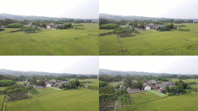 飞向稻田麦田村户