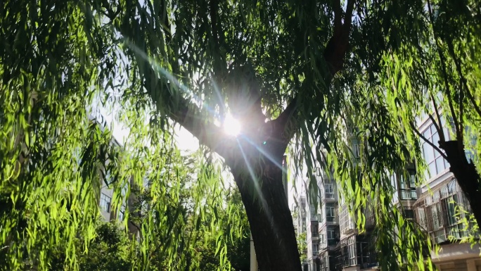 柳树 树杈 柳条 摇摆 透光