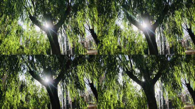柳树 树杈 柳条 摇摆 透光